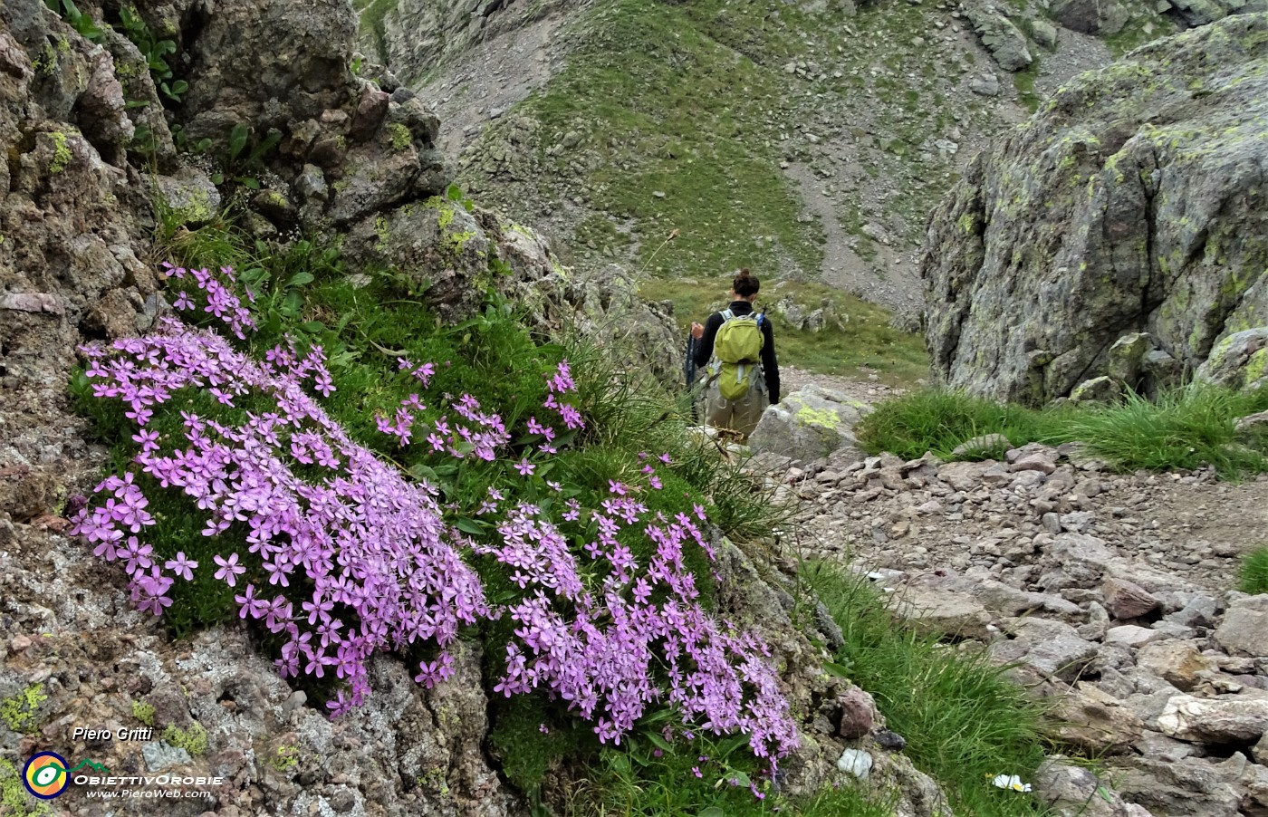 82 Silene a cuscinetto (Silene elisabethae).JPG